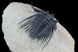 Spiny Leonaspis Trilobite - Large Specimen #71197-3